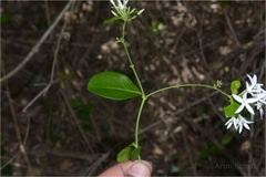 Jasminum flexile